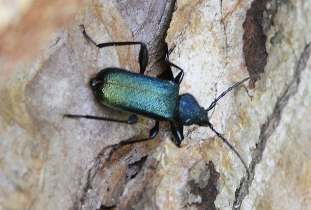 Callidium violaceum